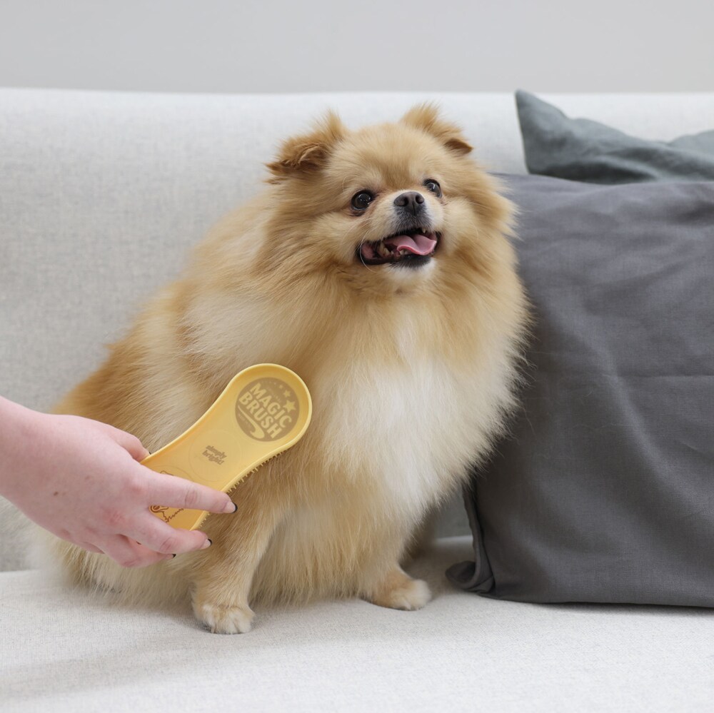 Piggborste Hund  Magic Brush